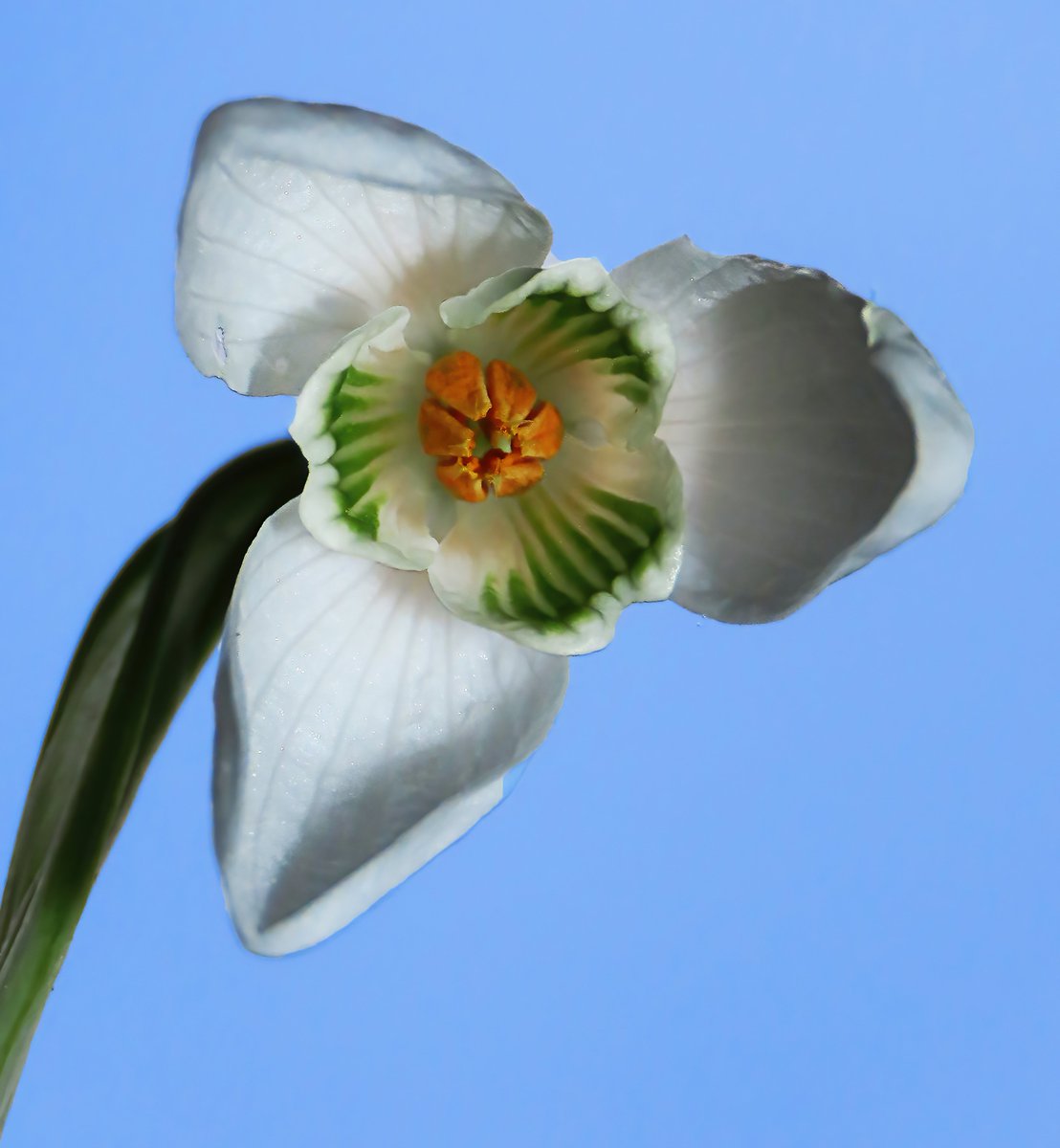 squinancywort1's tweet image. now is the winter of our content
- it's snowdrop time!
