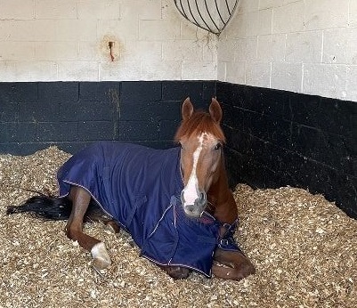 HambletonRacing's tweet image. Magical Spirit is set to run for the sixth consecutive season in the Hambleton silks this year! We love this pic of him chilling out @kevinryanracing, who are again preparing him for the upcoming turf season 🏇💛💙  #MultipleWinner #Sprinter #SundayVibes #RollOnTheFlat