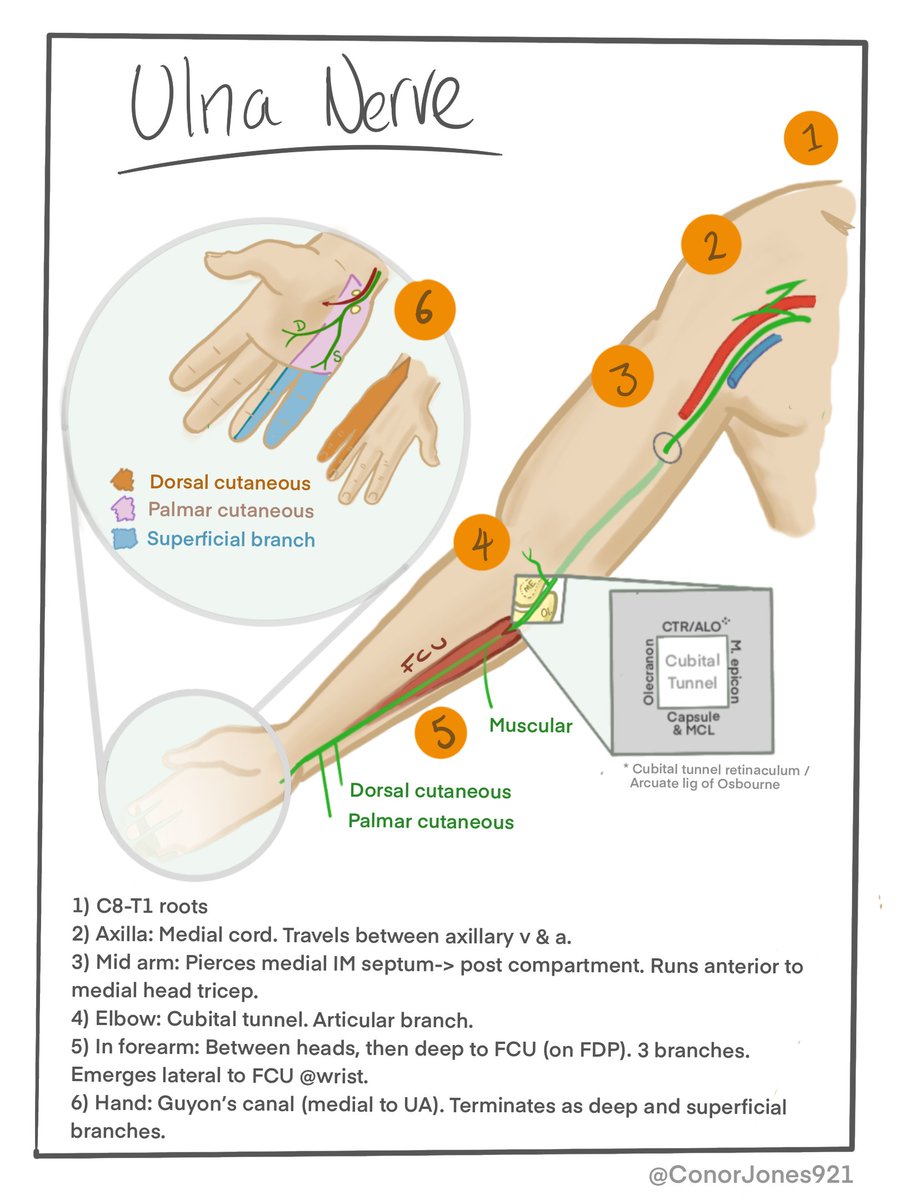 Ulna nerve notes 

#orthotwitter #anatomy #meded #FOAMed #plasticsurgery