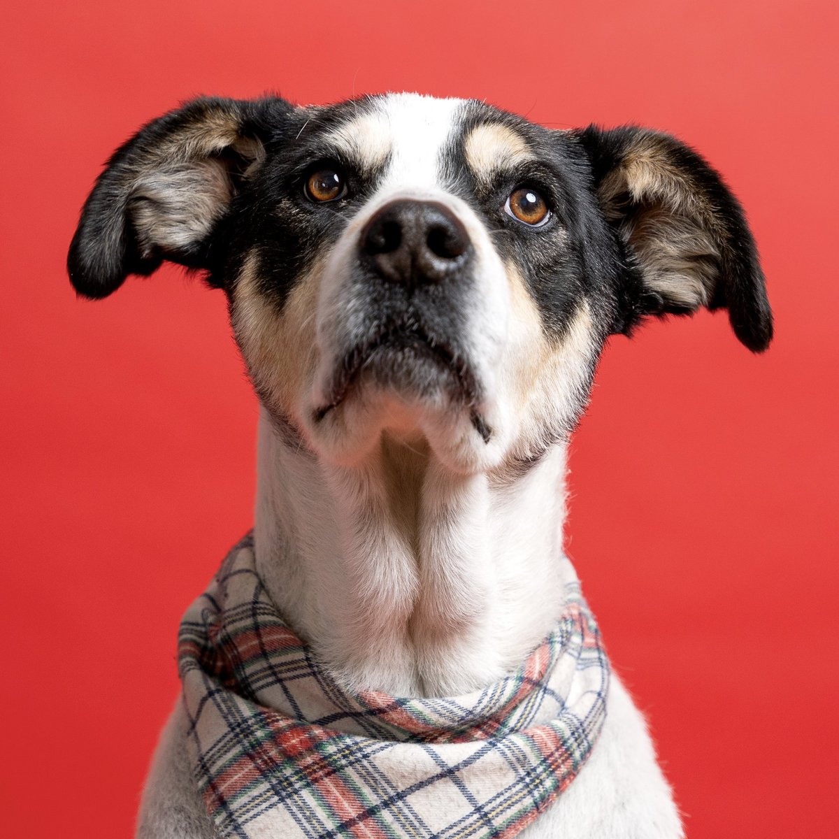 The Chris Cox tweet media