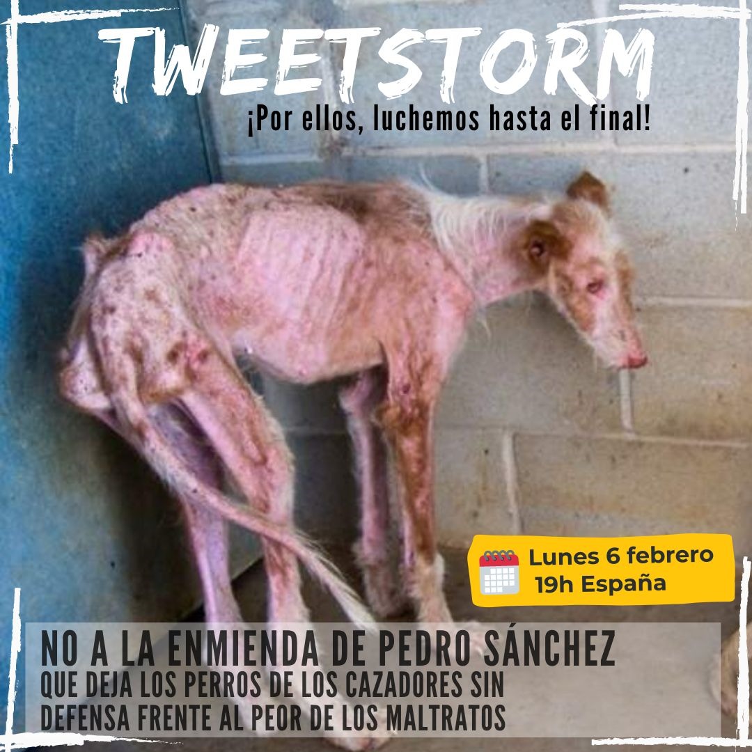 🐦⚡‼️Último TweetStorm contra la Enmienda‼️

🗓️Lunes, 6 FEBRERO 19h 🇪🇸

🔥JUEVES 9 SE VOTA EN EL CONGRESO

🎯TUITEAREMOS EN CONTRA LA ENMIENDA que excluye a los perros de los cazadores y otros animales en la Ley de Protección Animal.

#️⃣ Lo anunciamos lunes a las 15h.

¡¡Únete!!