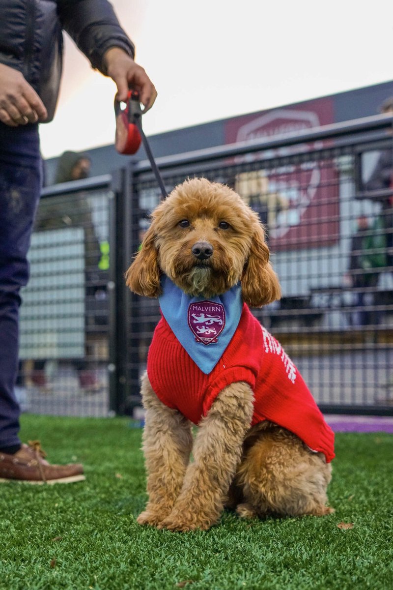 adeyplatt's tweet photo. @MalvernTown1946 Bertie couldn’t make the game yesterday but he is also a @MalvernTown1946 fan. @nonleaguedogs https://t.co/V1K1XmLsDb