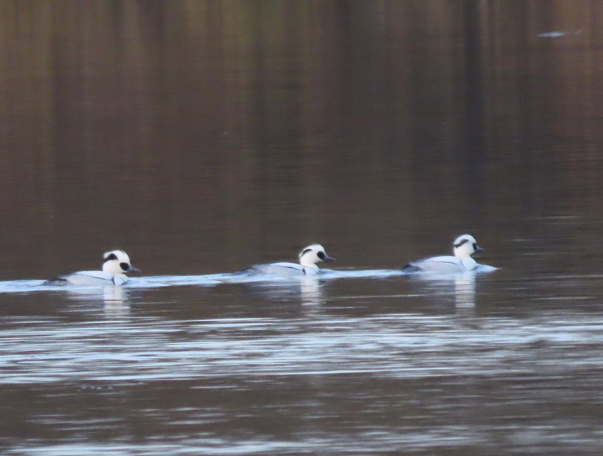 BaileyBirders's tweet photo. At least three drake smew and three redheads at St Ives this afternoon @CambsBirdClub https://t.co/X1zX7TwPay