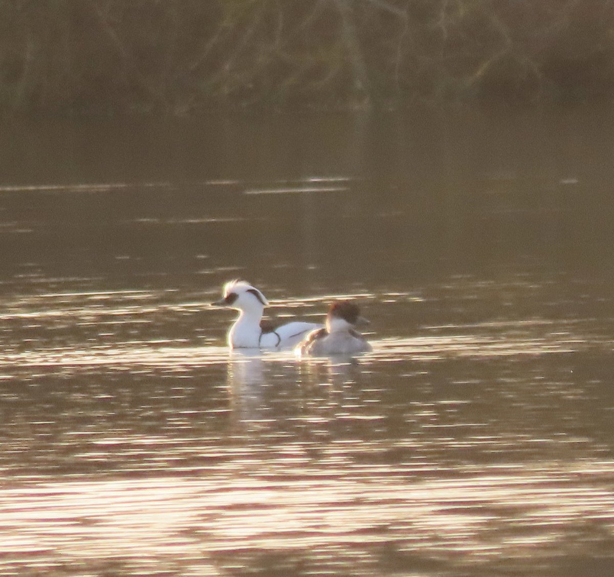 BaileyBirders's tweet photo. At least three drake smew and three redheads at St Ives this afternoon @CambsBirdClub https://t.co/X1zX7TwPay