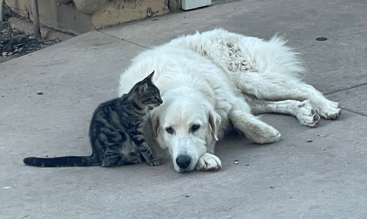 debora_allen1's tweet photo. Here's a pic of my #pyr dog #Rubee, and her cat George. If they can love each other unconditionally, despite their differences in opinion about things like protecting vs eating birds or hanging out with vs chasing away raccoons, then why can't we?
#DogsofTwittter
#CatsOfTwitter https://t.co/k9UEA7tXKo
