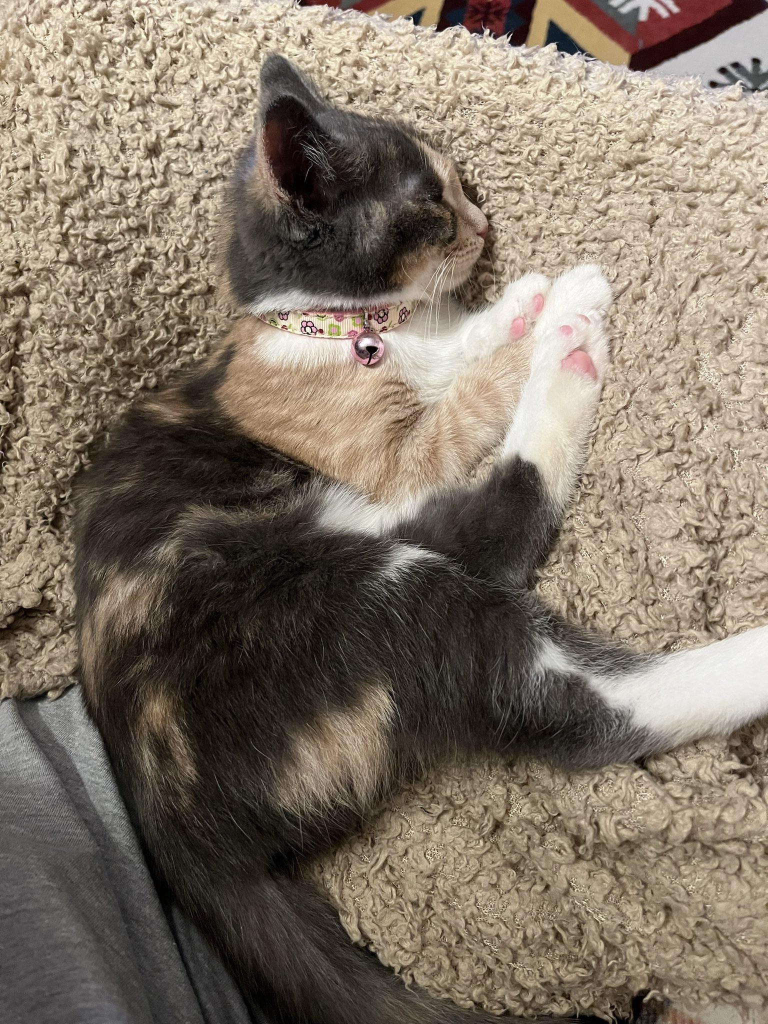 kitsie roux ＊* on Twitter: "Baby Mochi for your feed 😻 https://t.co/pn7K6PYkWw" / Twitter