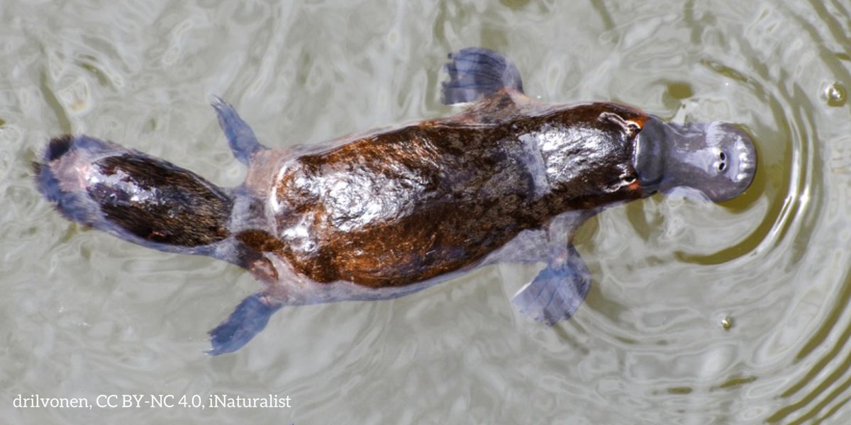 DéJonDé tweet media