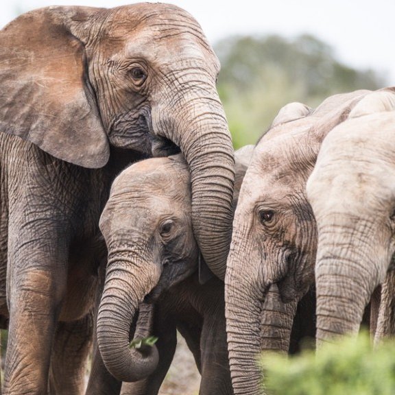 Zoophilist Facts on Twitter "After centuries of being hunted by humans