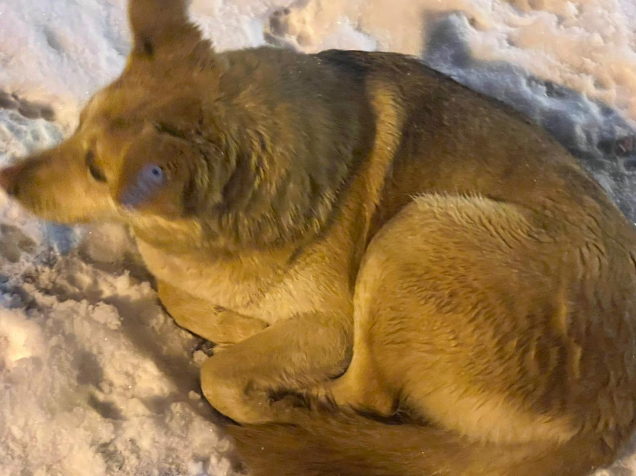 Выкинули голой из машины
