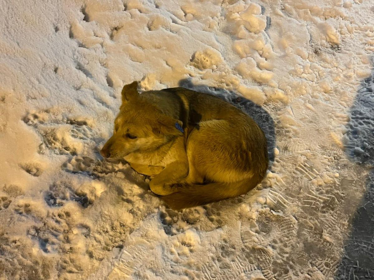 Выкинули голой из машины