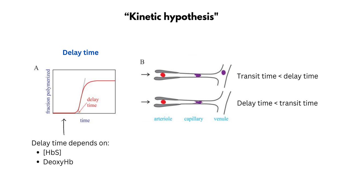 1/8

An important feature of SCD pathophysiology is the DELAY TIME, which is defined as the time between deoxygenation of blood (in capillaries) and the appearance of polymers. If the delay time is short than the TRANSIT TIME, sickling occurs, resulting in vascular occlusion.
