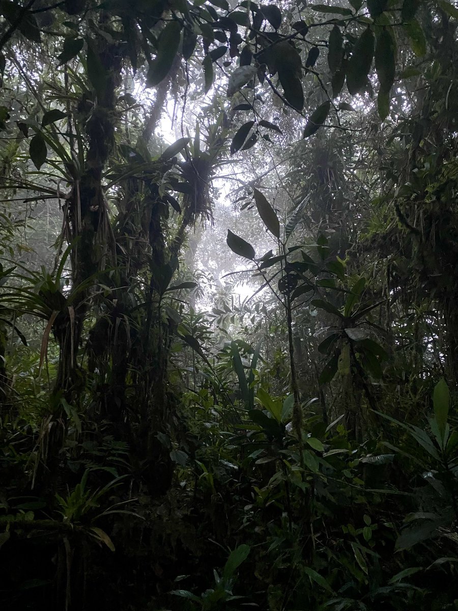 amcuervo's tweet photo. The scenery, the birds, the people and their stories, the sounds, and company of recent field trips were beyond marvelous 🐦🏔️🇨🇴
#amazon #andes #orinoco #perija #santamarta https://t.co/4zREoivU8z