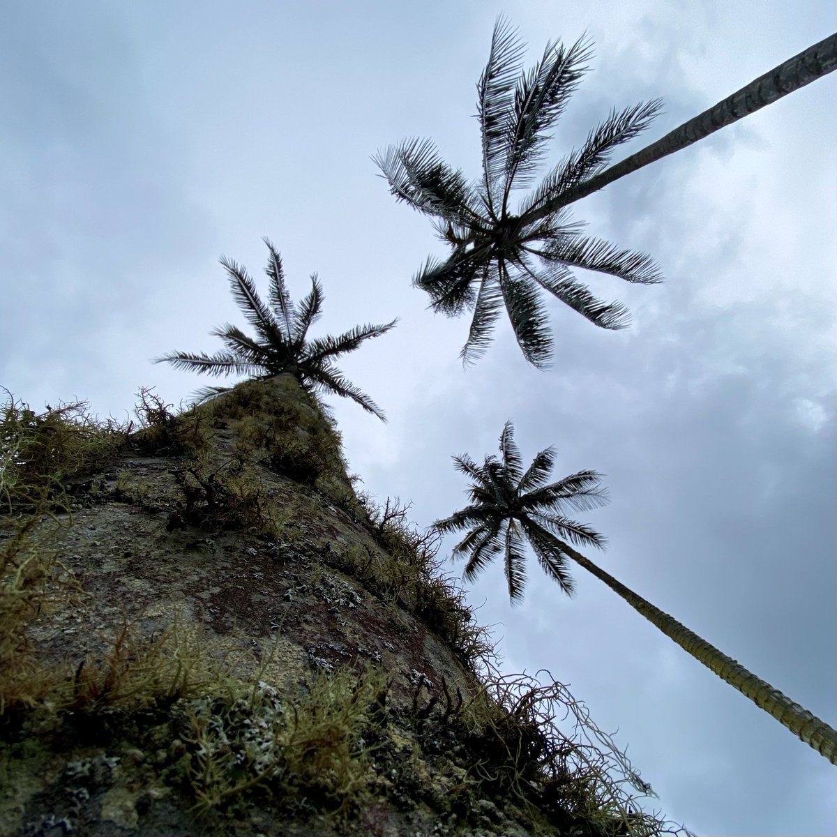 amcuervo's tweet photo. The scenery, the birds, the people and their stories, the sounds, and company of recent field trips were beyond marvelous 🐦🏔️🇨🇴
#amazon #andes #orinoco #perija #santamarta https://t.co/4zREoivU8z