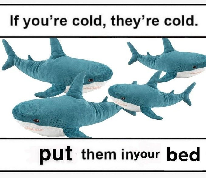 Sharks Daily 🦈 tweet media
