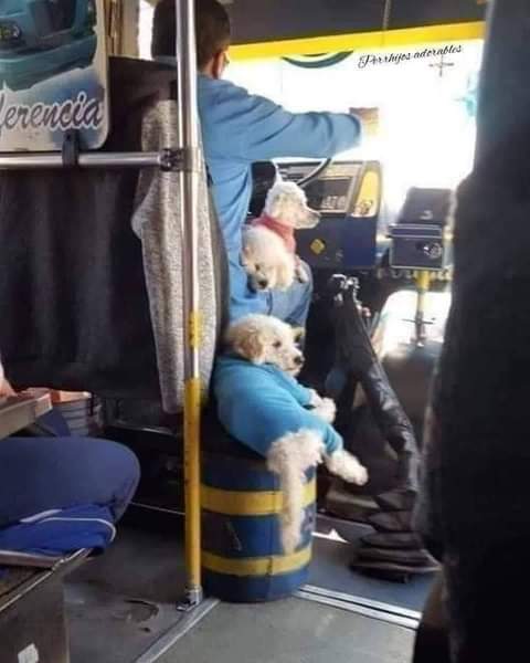 rogeliomtz75's tweet photo. El chófer de este autobús fue abandonado por su esposa y se quedó sólo con sus perritos... Para no dejarlos solos en casa, los lleva Todos los días al trabajo para pasar todo el tiempo con ellos y qué no estén tristes...
Bien por éste Señor.!. 🐾🐶👏 https://t.co/AQ2CWO6DHH