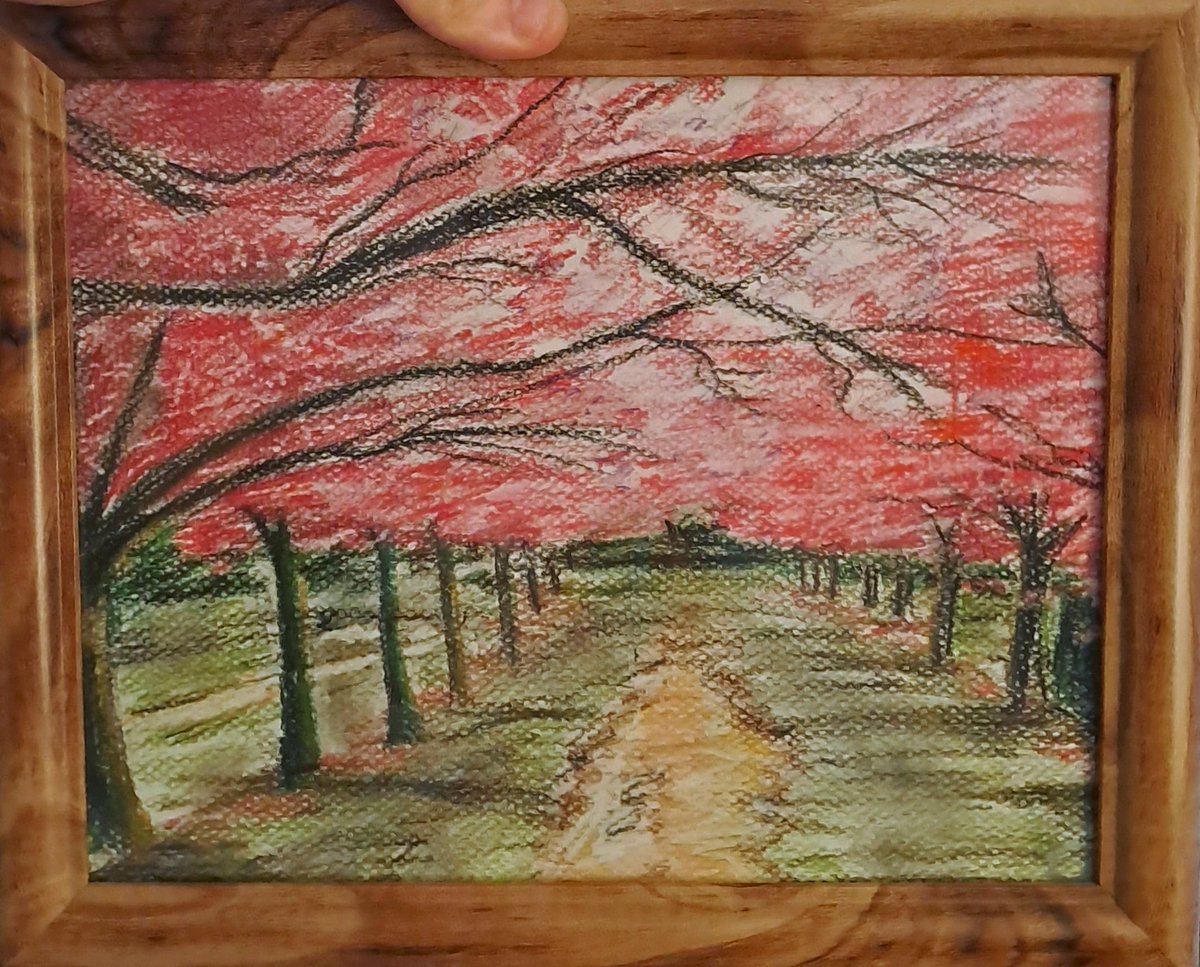 Cherry Blossoms
By me
#pastels #art