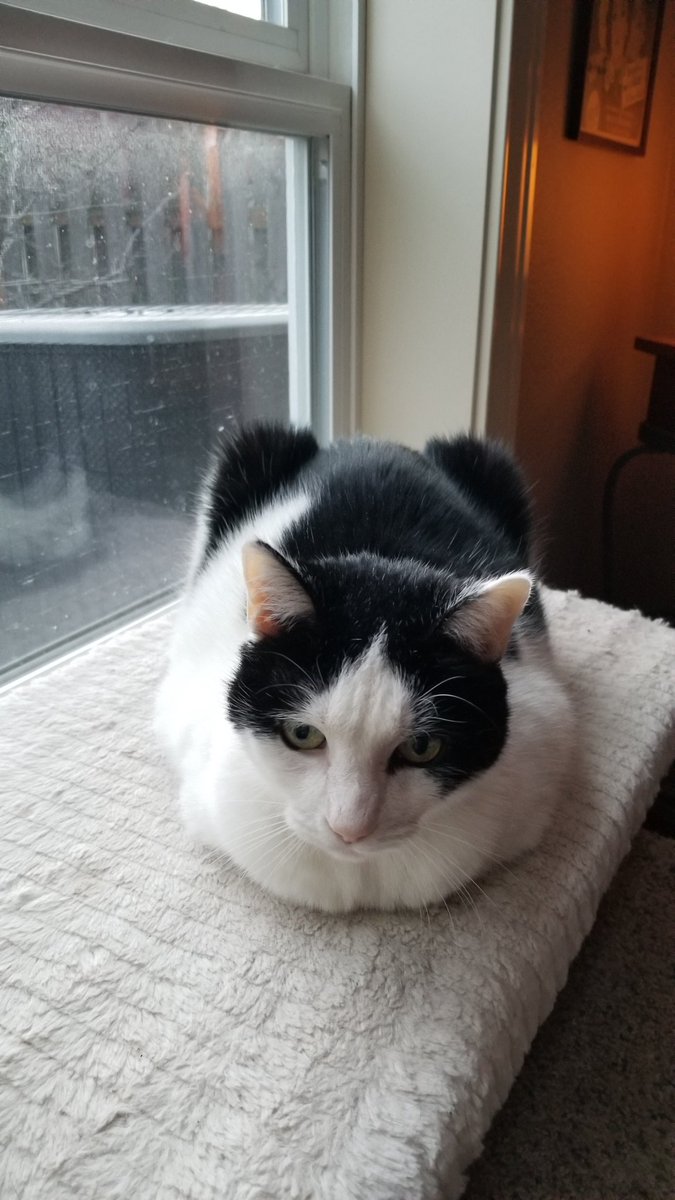 #catloaf #Caturday