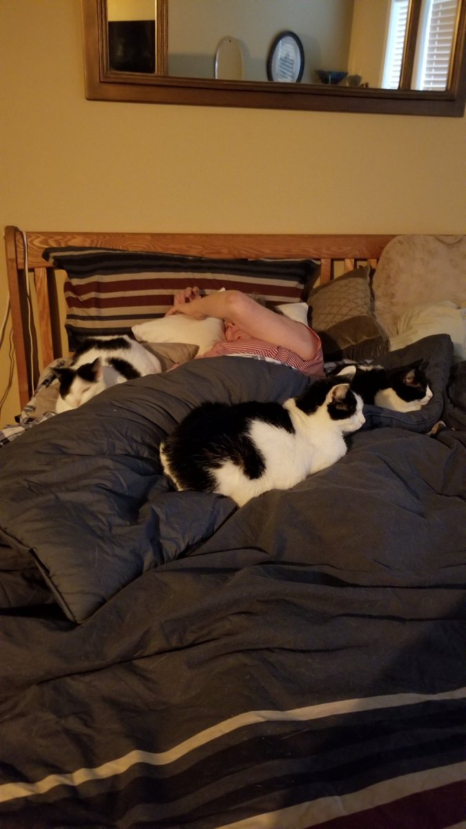 They either love me or want to be fed..😹😹😹