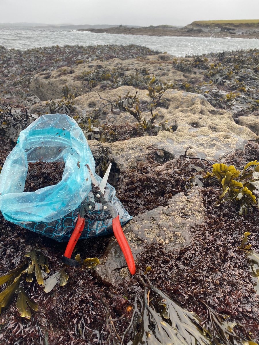 One day apart … foraging for the #truffleofthesea the magical ingredient in @andulamangin yesterday was cold and wet and wild today was cold dry and benign #wouldntbeanywhereelse #Donegal