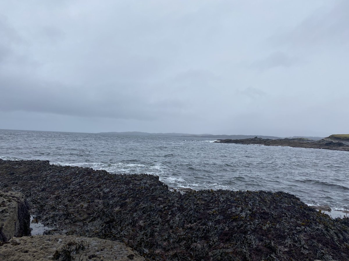 JamesSliabhLiag's tweet image. One day apart … foraging for the #truffleofthesea the magical ingredient in @andulamangin yesterday was cold and wet and wild today was cold dry and benign #wouldntbeanywhereelse #Donegal