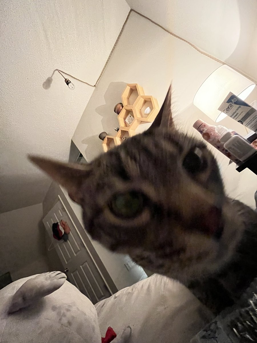wtffjen's tweet photo. @CATBRAINCELL https://t.co/AfbnQkt7cV