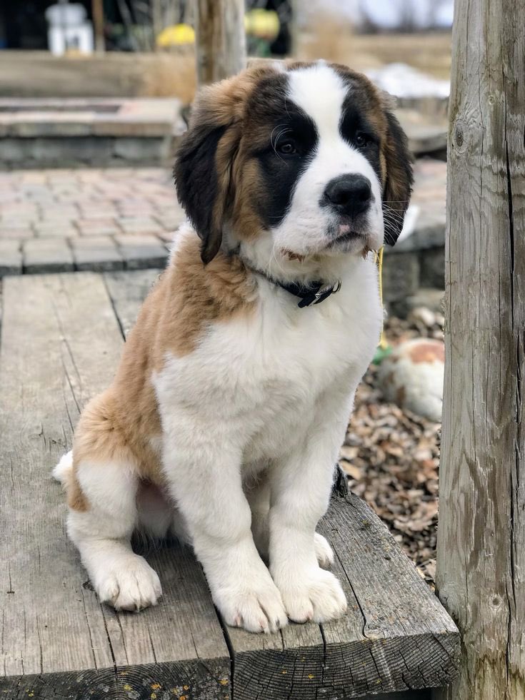 After hours of hard labor - just kidding - our first baby is here! The first of many, certainly. 

Everyone, meet Alfie! Alfred when he’s in trouble.