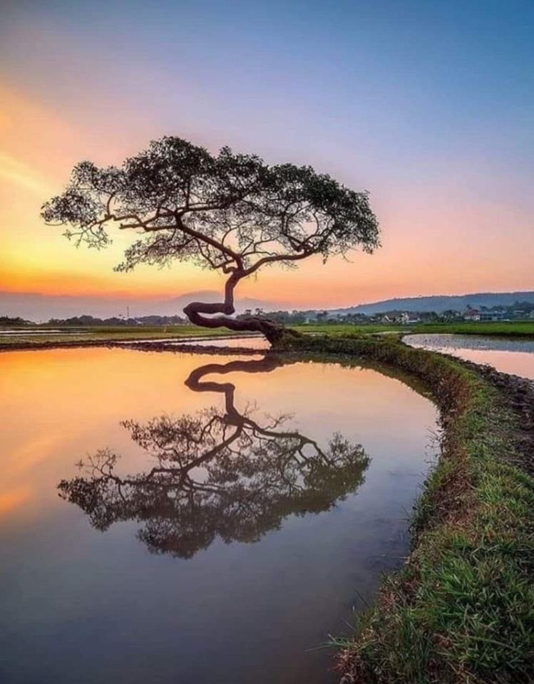 Evening nature beautiful 🌏