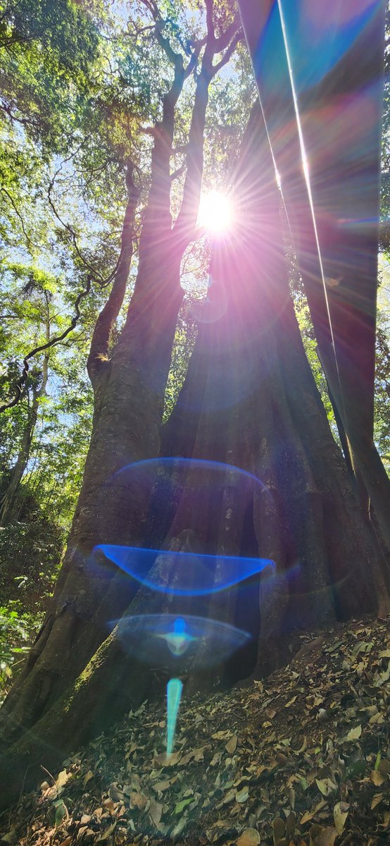 KnightedWarrior's tweet photo. A sparkle of sun rays pierces through the Karura Forest canopy. 
Photo Courtesy of @sk3tch_ke 
#KaruraForest https://t.co/ynsJmaKCpp