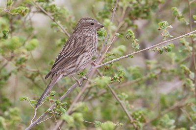 oiseaux_net's tweet photo. #Roselin à dos rouge (Carpodacus rhodochlamys)
https://t.co/oGBboBOhyO https://t.co/ju0RBZIKwZ