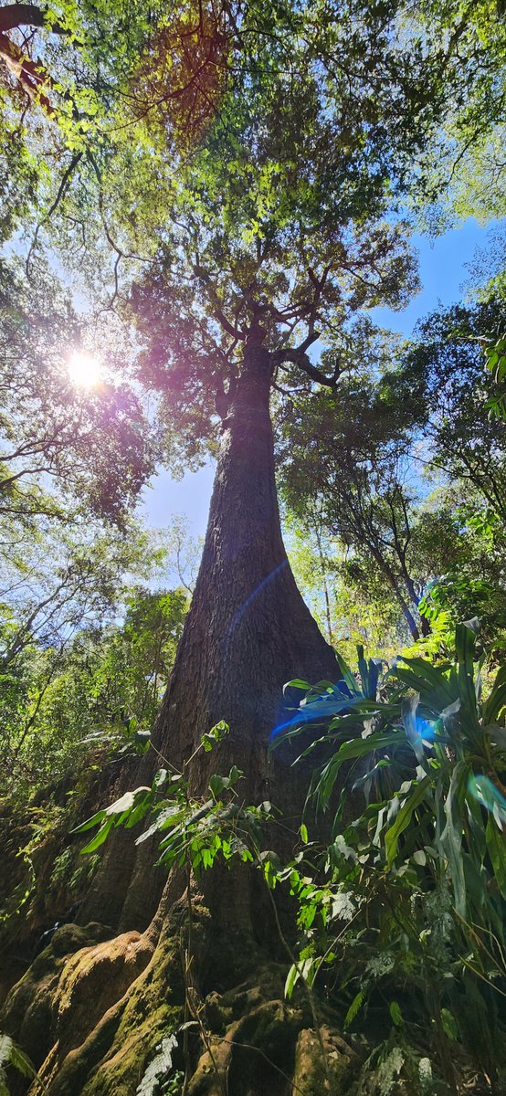 KnightedWarrior's tweet photo. A sparkle of sun rays pierces through the Karura Forest canopy. 
Photo Courtesy of @sk3tch_ke 
#KaruraForest https://t.co/ynsJmaKCpp