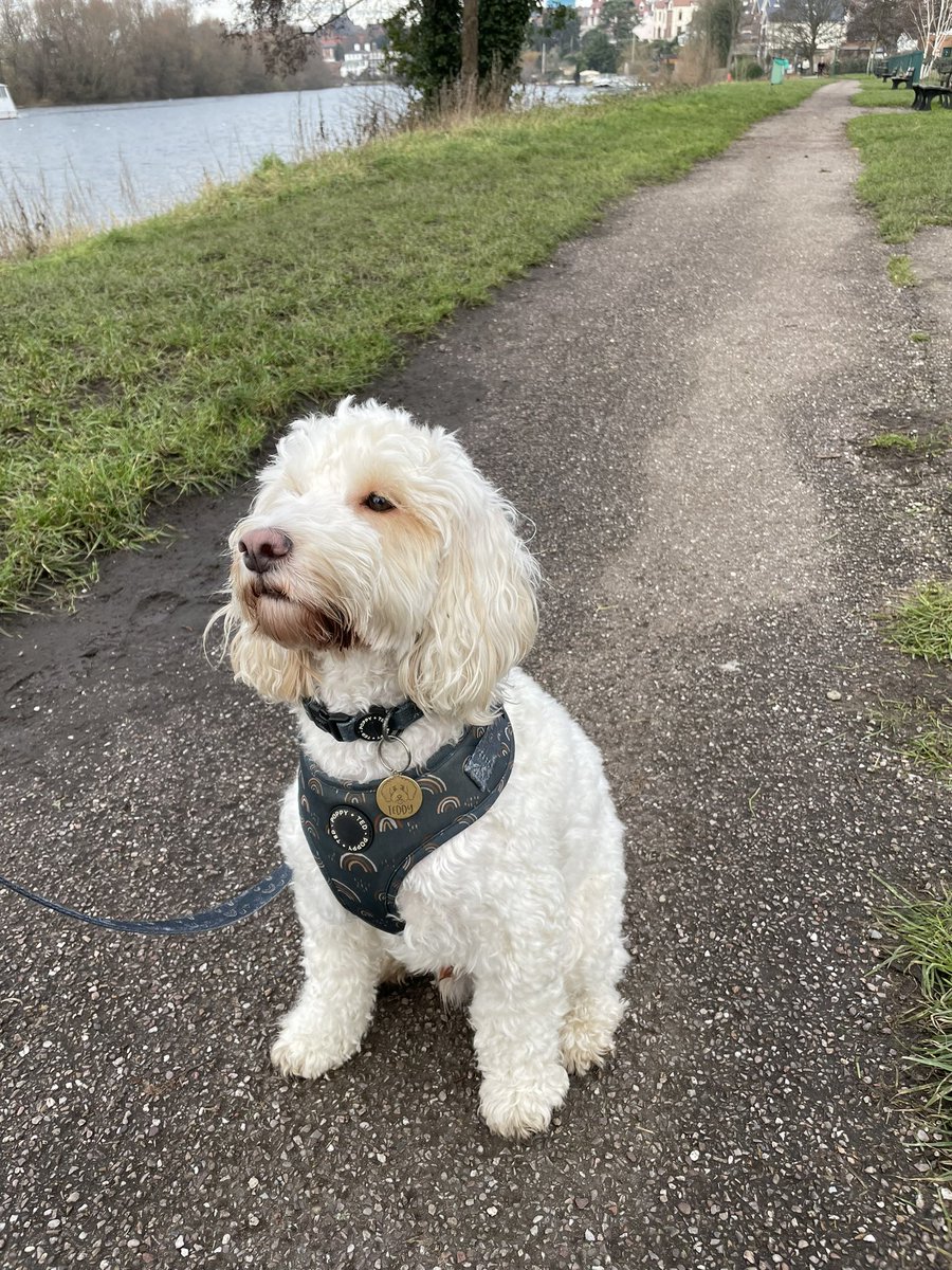 Dash-Hounds Chester tweet media