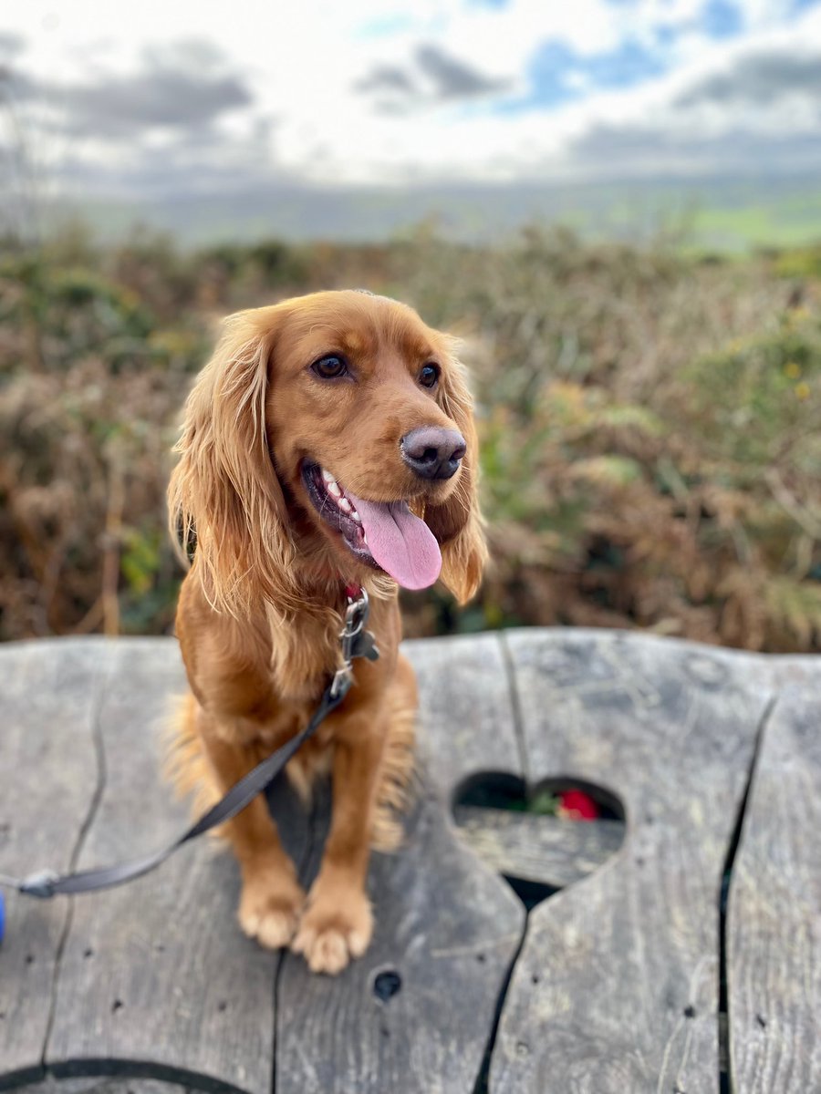 Dash-Hounds Chester tweet media