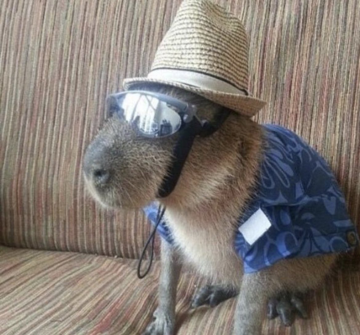 CapybaraCountry's tweet photo. quite the outfit https://t.co/TkcsMW5Yyw