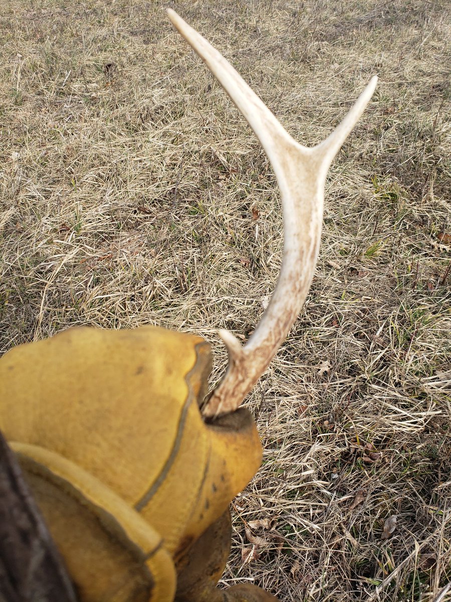 michaelwelsh14's tweet photo. #2 of the yr. Usually don't find the lil guys #bladed https://t.co/cEI3dlkEb9