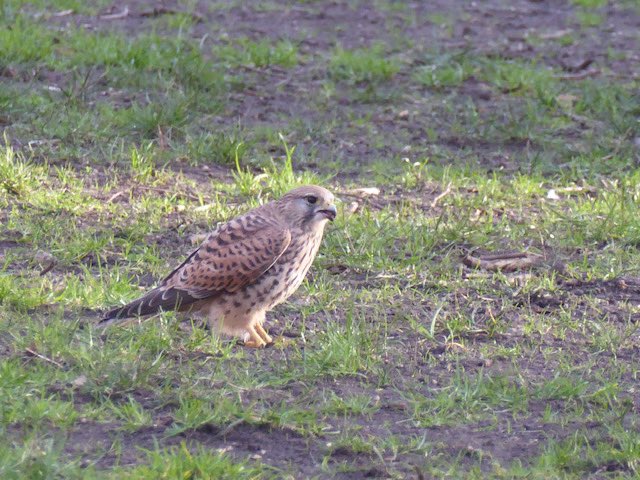 fredrodgers44's tweet photo. A kestrel in Bunhill Fields today @FCityGardens @CoLCityGdns @Bunhill_LDN @IslingtonBC @BunhillHeritage @ValerieABossman. Credit Darren Ross. https://t.co/amzFjzct7U