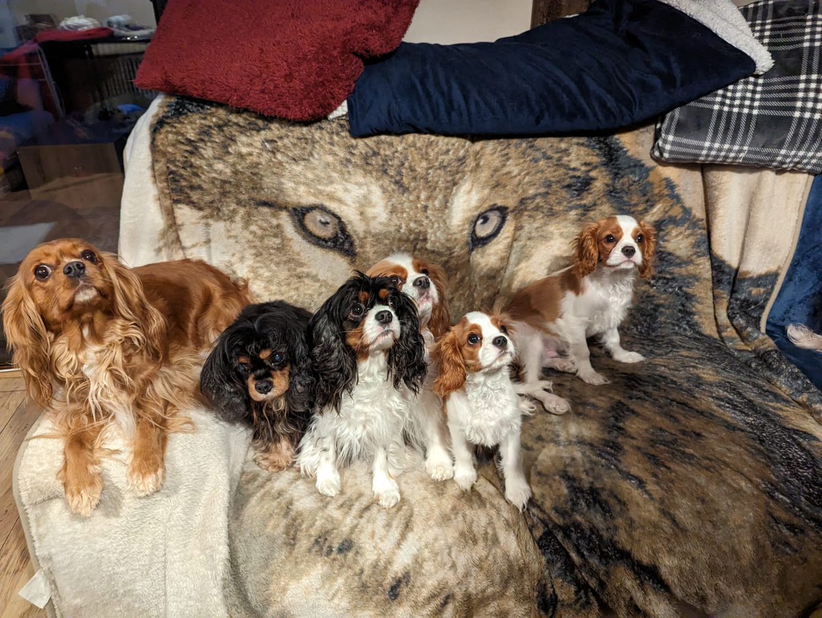 Katie's Paws and Chores tweet media