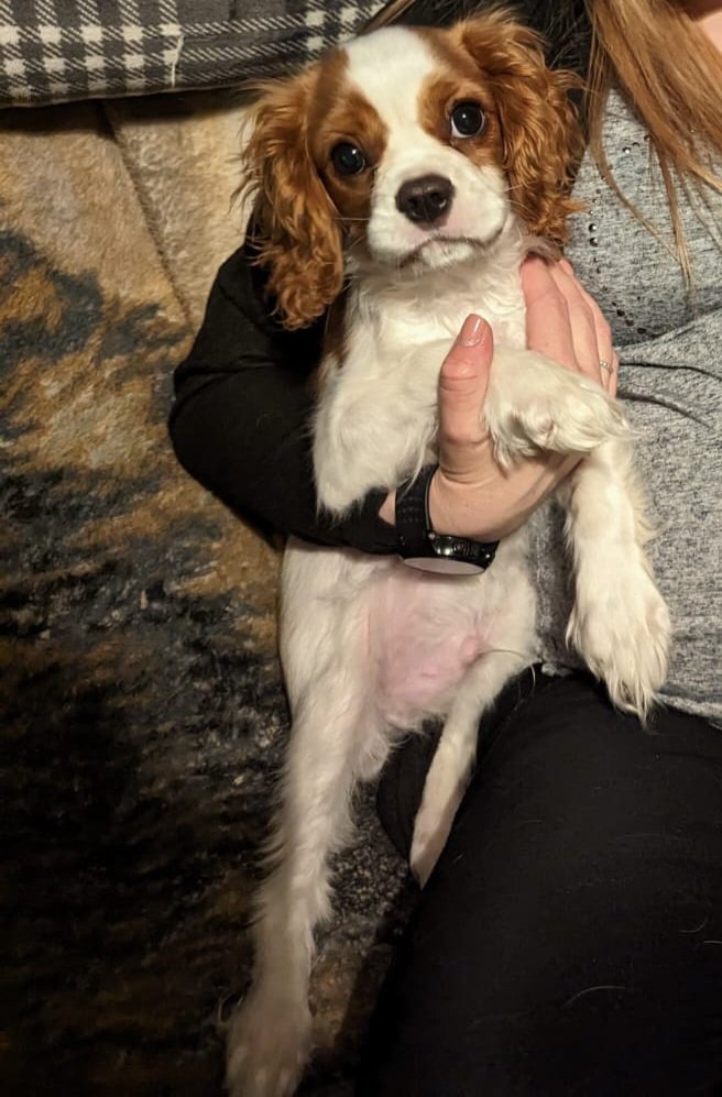 Katie's Paws and Chores tweet media