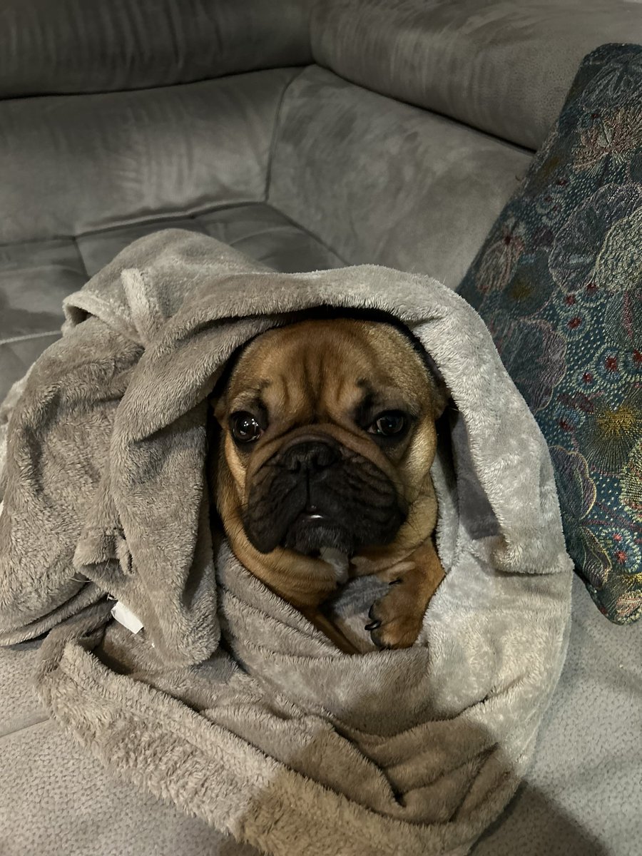 Lauxkeepclean's tweet photo. Rumba vs Star Wars @StarWarsFR @ObiwanOff @14lcdpA @frenchbulldogwd @BouledogueFranc @DisneyPlusFR @DisneyFR @Disney https://t.co/6mdjfAEVJl