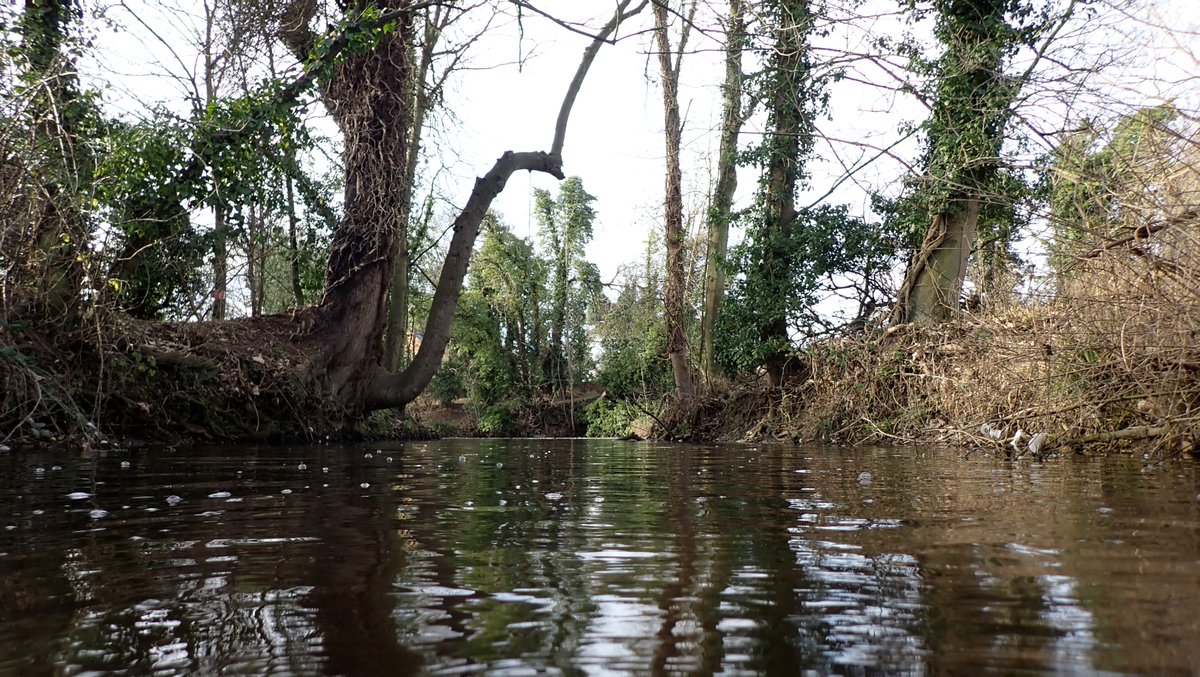 numenini's tweet photo. Invigorating snootle up Lark in full chalk stream mode, to Gas Pool where retrieved a fishing lure & donated to angler on bank. He'd caught a Roach but we saw only tinys. Wonder about the inflow coming in from South bank? #riverlark #chalkstreams #RLCP #Suffolk #naturelovers 4/4 https://t.co/yvnkRjiBHt