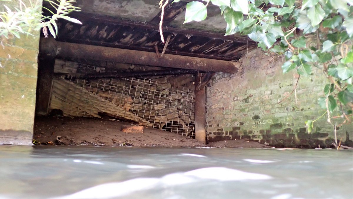 numenini's tweet photo. Invigorating snootle up Lark in full chalk stream mode, to Gas Pool where retrieved a fishing lure & donated to angler on bank. He'd caught a Roach but we saw only tinys. Wonder about the inflow coming in from South bank? #riverlark #chalkstreams #RLCP #Suffolk #naturelovers 4/4 https://t.co/yvnkRjiBHt