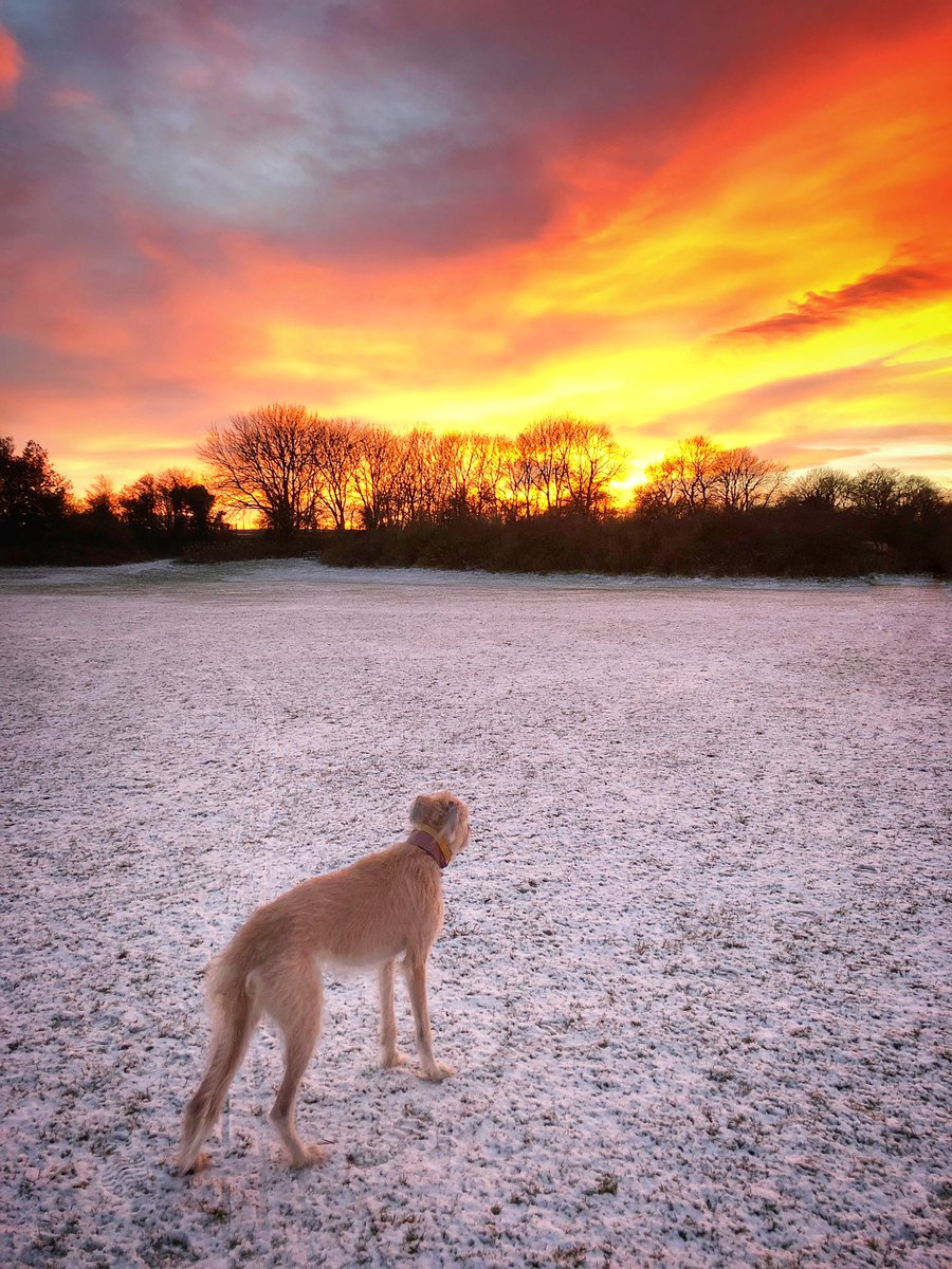 “What do you think about while you watch #sunset?” Asked the man. 

“All the good things tomorrow will bring” said the dog...

So they sat for a while, and considered good things to come, like dinner, until they were so hungry they had to go home and eat…

#sundayvibes #Sunday