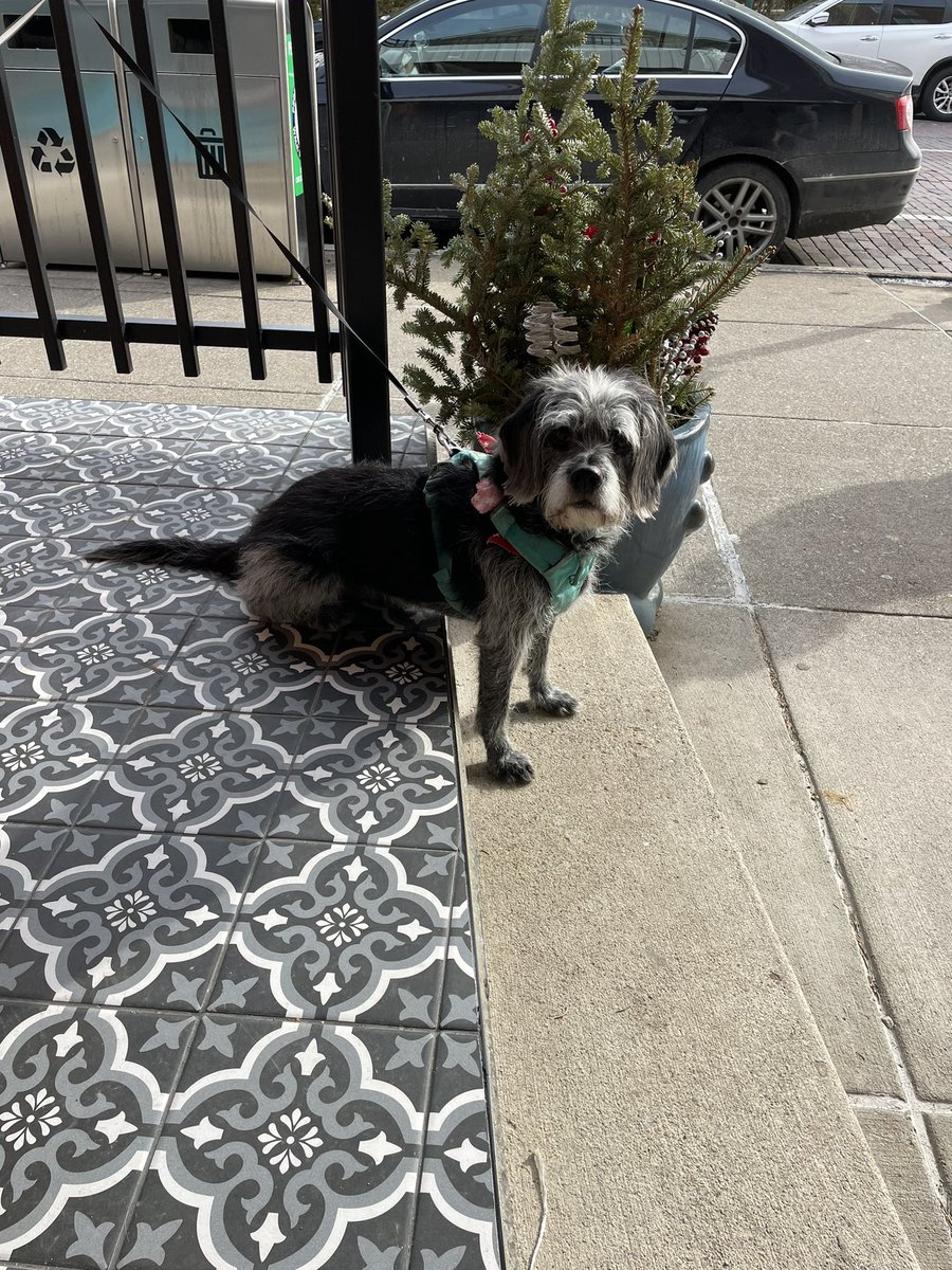 Lauren Dikis tweet media