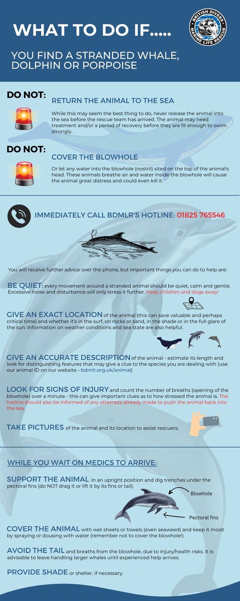 🐬PLEASE HEAR OUR PLEA: DON'T RETURN THEM TO THE SEA 🐬

This unfortunate dolphin died during an attempted refloat by well meaning members of the public.

PLEASE, if you ever find a stranded cetacean, or seal, DO NOT attempt to return it to the sea. Call us on 01825 765546.