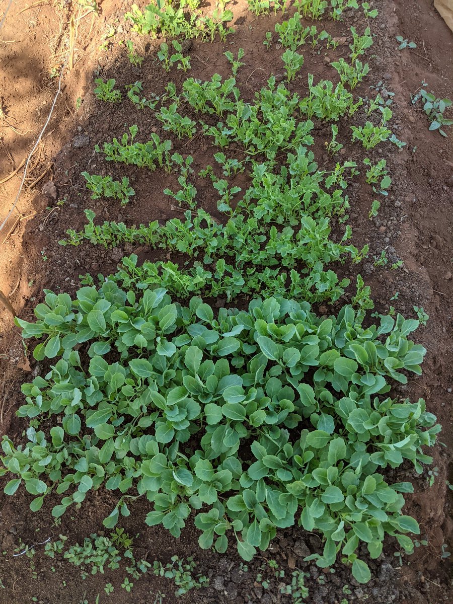 bantuAg's tweet photo. It's season preparation as we wait for the rains ready to feed the city in a few months time. The nursery is ready too with some cabbages and Curly Kale! #sustainablefarming #sustainableagriculture https://t.co/54scd24yJN