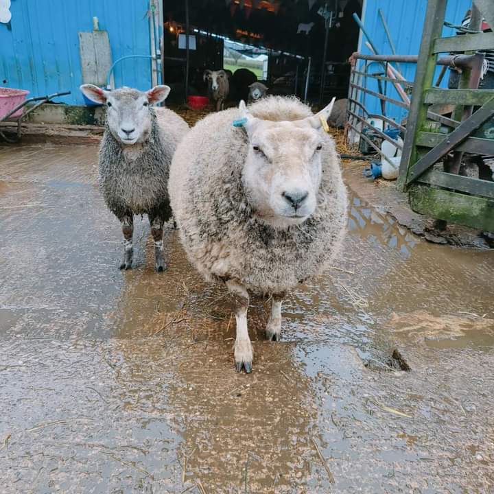 fars_sanctuary's tweet photo. In all the ways that count, sheep are #JustLikeUs β€ They form friendships, they fall in love, & they grieve when a precious companion dies π’ #RubySheep & #HoneySheep, for eg, are firm friends. Ruby is like a wise older sister to youngster Honey π€ They warm our hearts+++ π https://t.co/KaWc9CIjMS