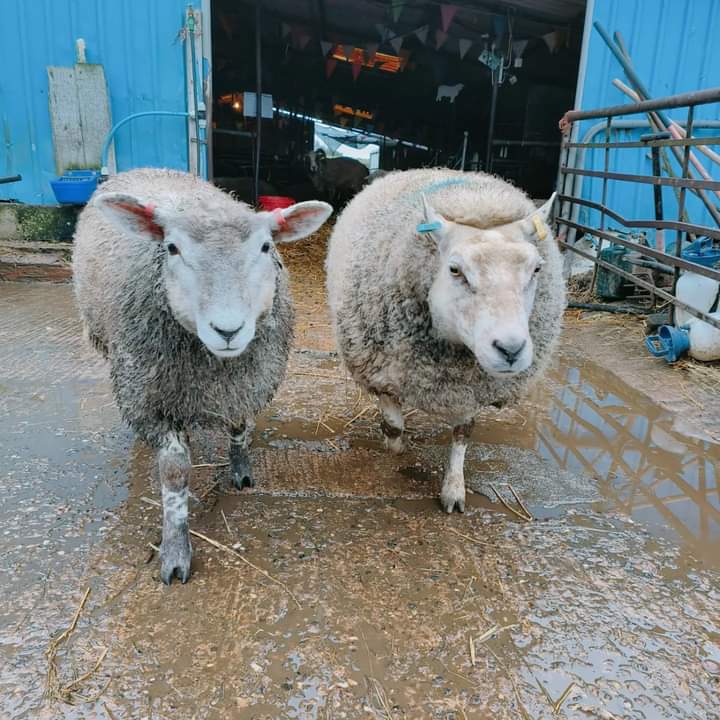 fars_sanctuary's tweet photo. In all the ways that count, sheep are #JustLikeUs β€ They form friendships, they fall in love, & they grieve when a precious companion dies π’ #RubySheep & #HoneySheep, for eg, are firm friends. Ruby is like a wise older sister to youngster Honey π€ They warm our hearts+++ π https://t.co/KaWc9CIjMS