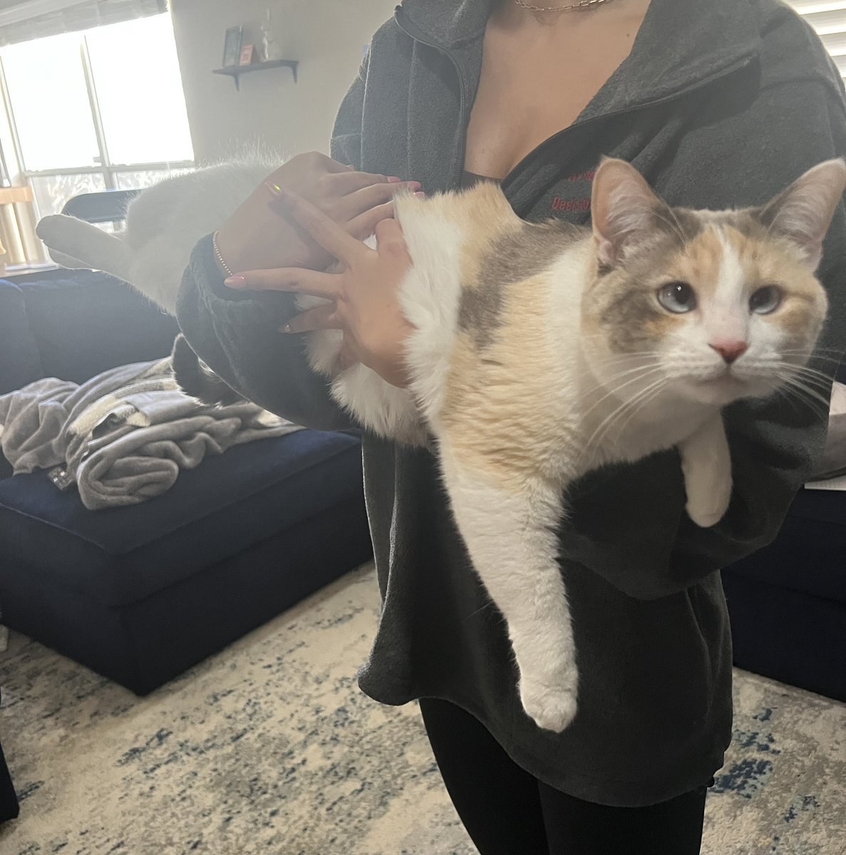 Panko A. Cat’s Mom tweet media