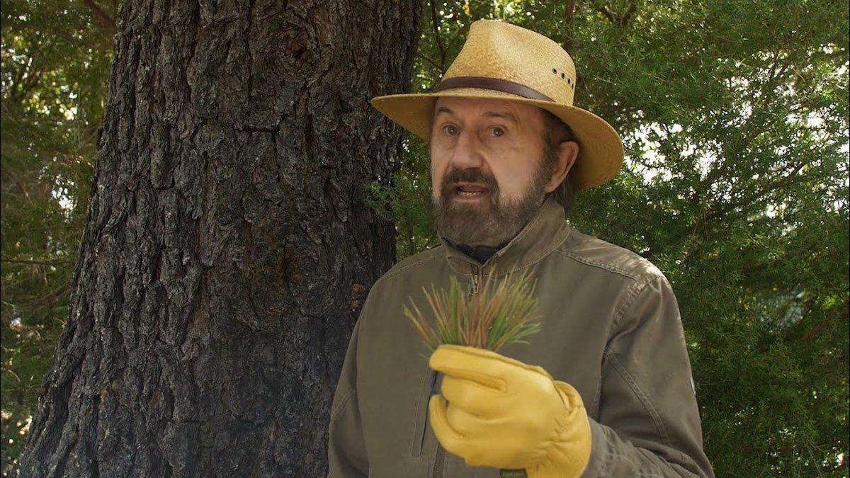 Maintaining a tree > chopping down a #tree 🌲

Learn from a certified arborist how to take care of your trees so they are not a #wildfire hazard 🔥

youtu.be/8ea47j-Rh7k

#wildfireseason #marin #marincouty #marinwildfire #trees