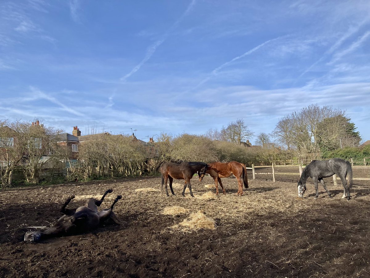 JohnWathenBerry's tweet photo. It’s been a lovely Sunday in Newmarket. A bit colder than it’s been (2 degrees at daybreak, afternoon high of 8) but with the sunshine, dry ground & stillness it’s been really nice, particularly for the animals #Dereham #FlyingStar #HiddenPearl #BriefGoodbye #TarbatNess https://t.co/dUfSCaTS0L