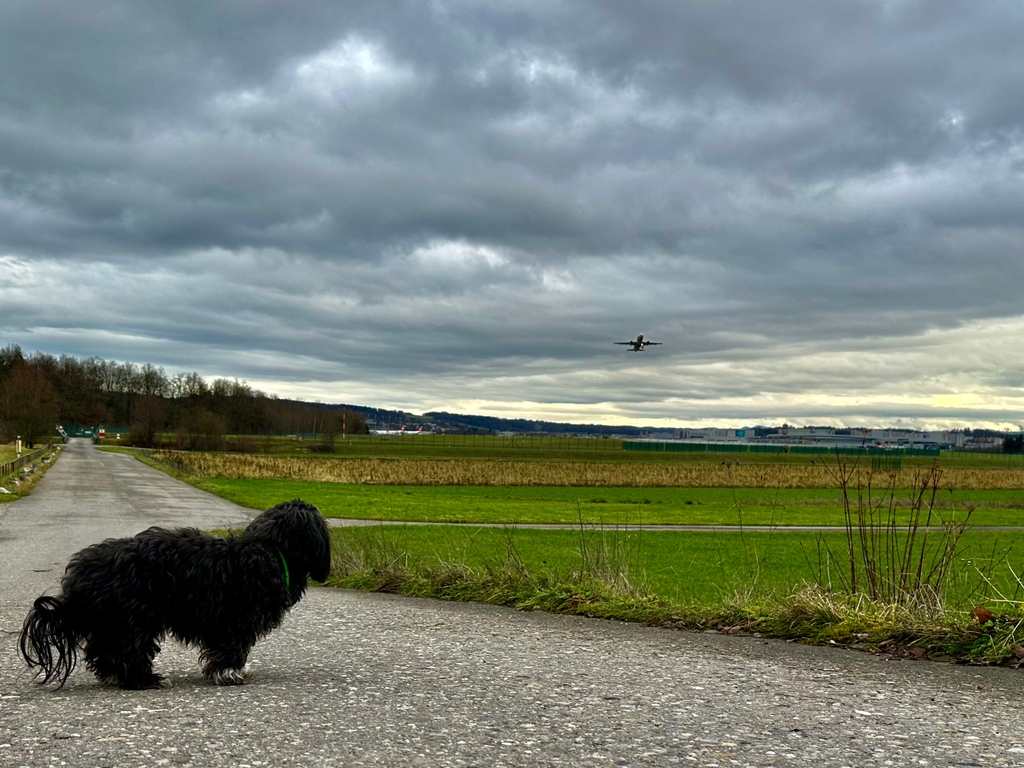 ChristianSchlat's tweet photo. Ob da jemandem das nasse, kalte windige Wetter langsam satt hat? 😉

#Havaneser #ZRH #LSZH #zurichairport https://t.co/QF4caFvrEI